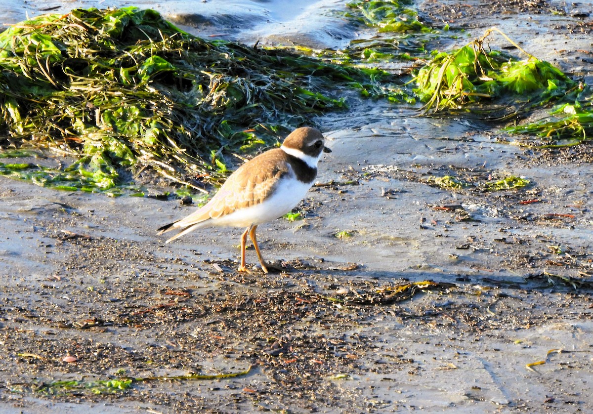 Semipalmated Plover - ML608743004