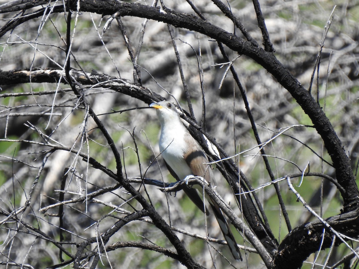 Yellow-billed Cuckoo - Rebecca Carroll