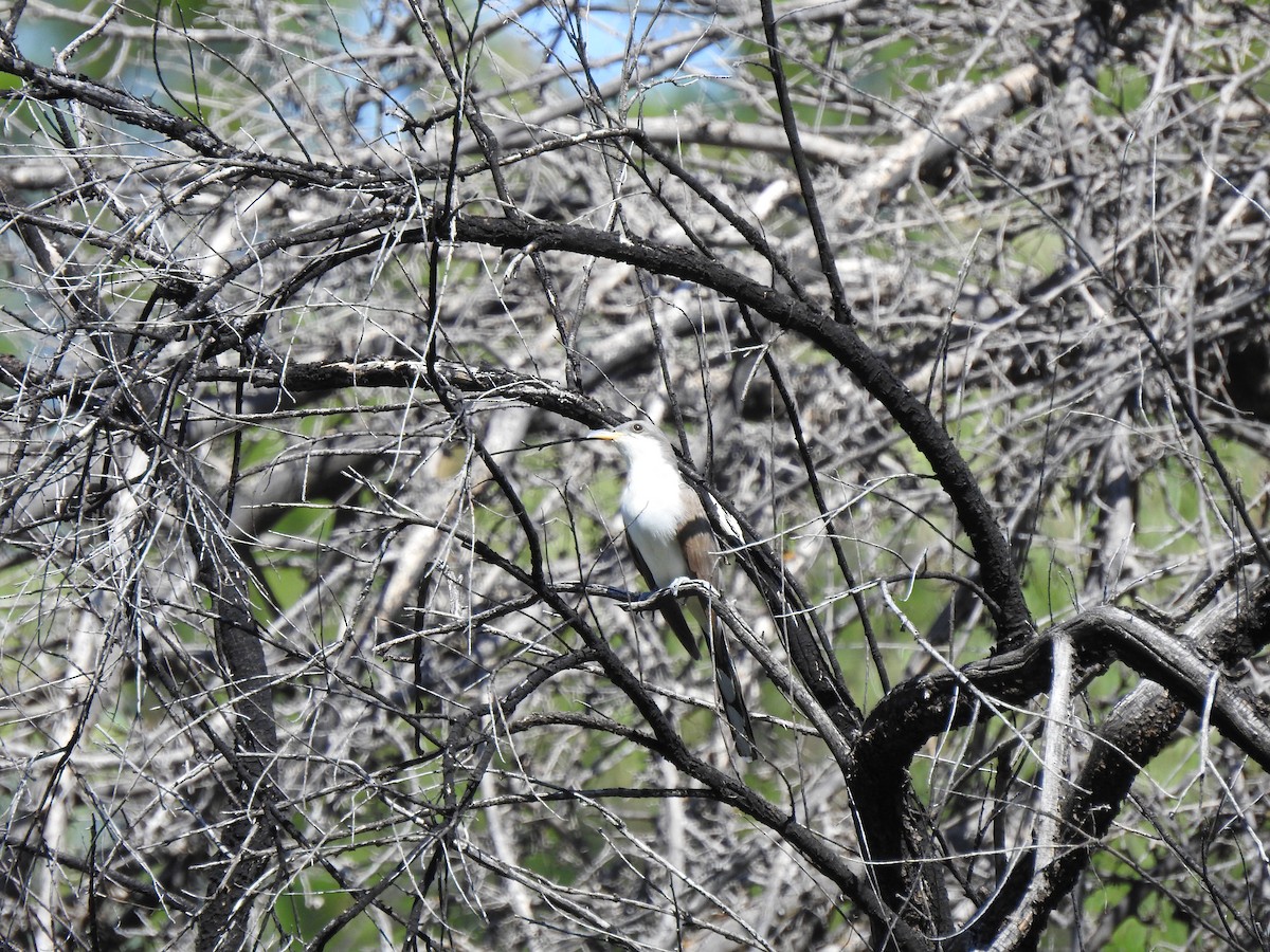 Yellow-billed Cuckoo - Rebecca Carroll