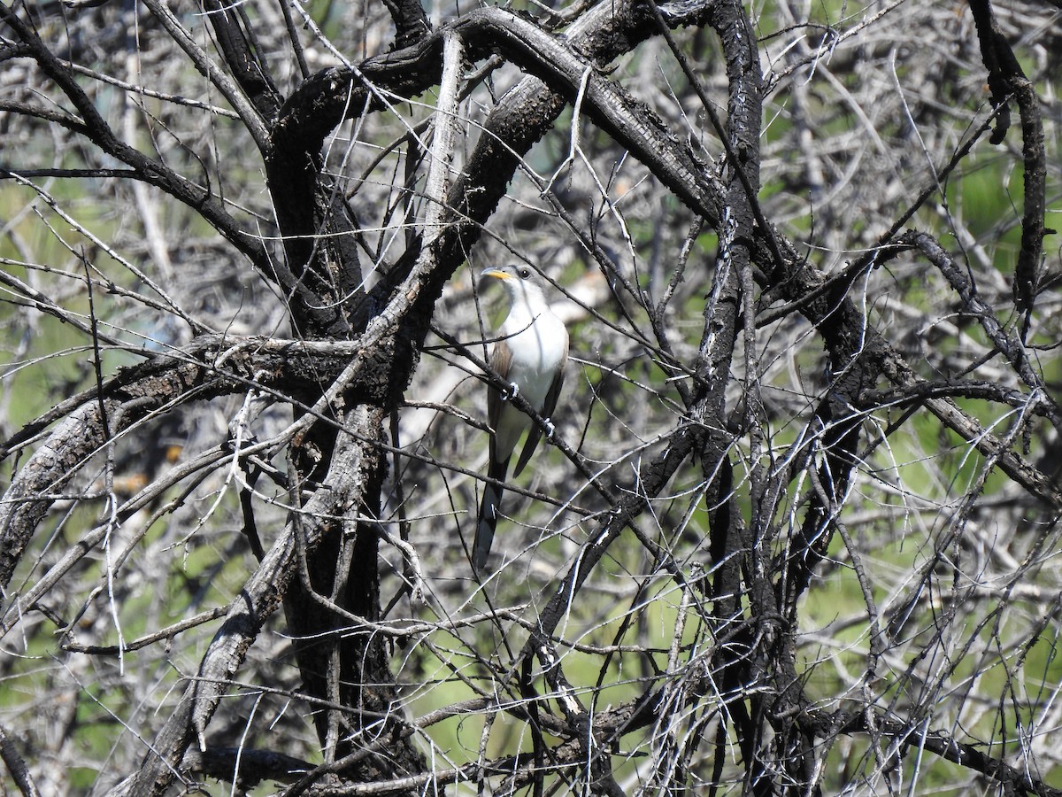 Yellow-billed Cuckoo - ML608743052