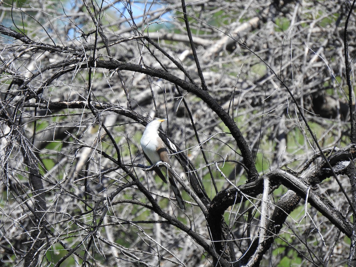 Yellow-billed Cuckoo - Rebecca Carroll