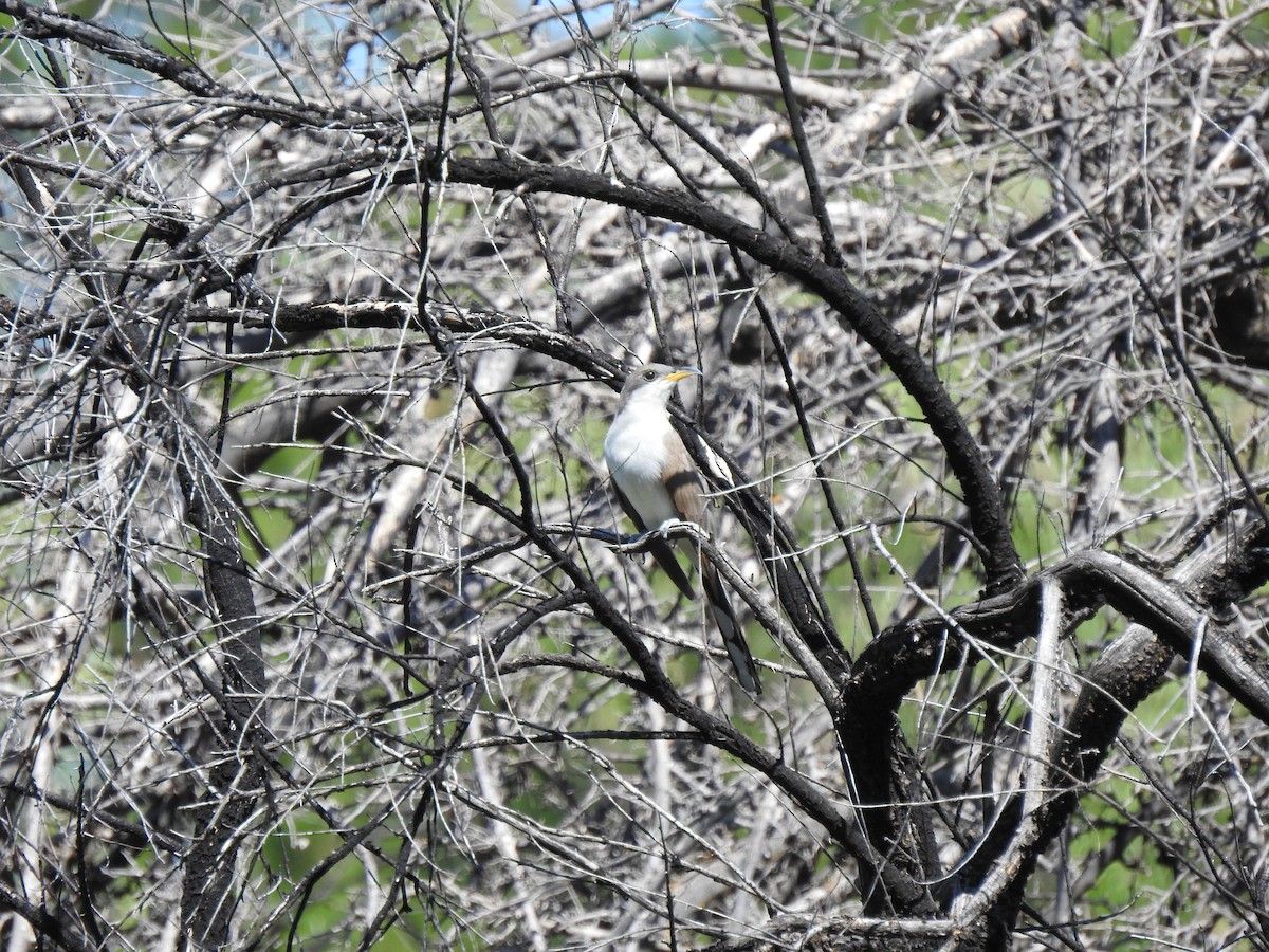 Yellow-billed Cuckoo - Rebecca Carroll