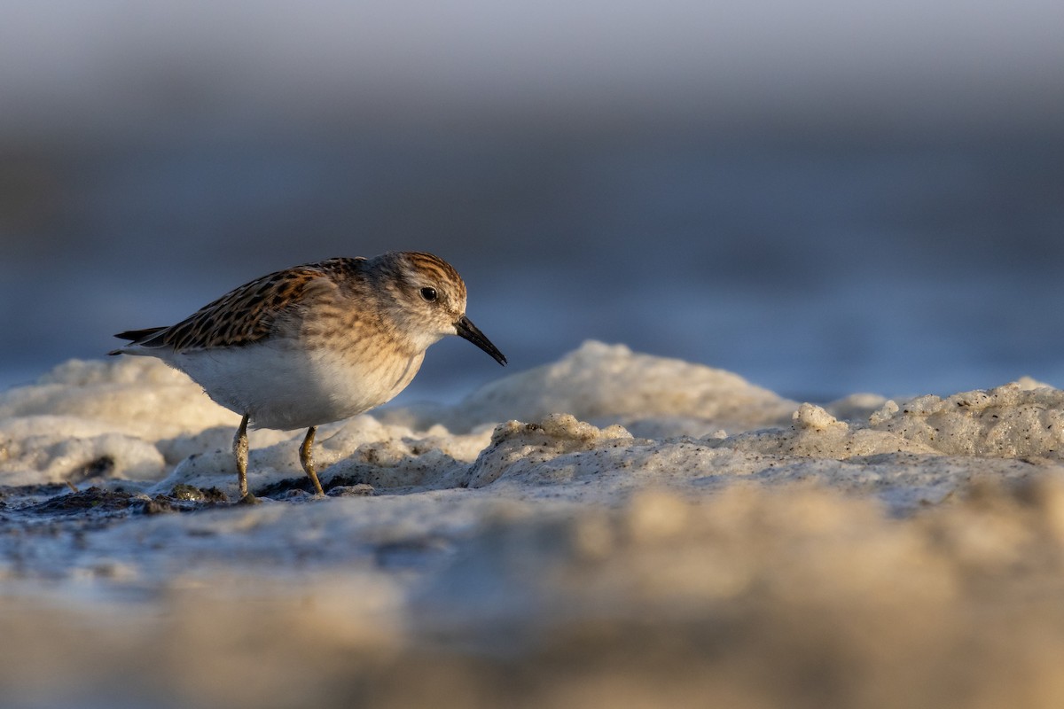 Least Sandpiper - Rain Saulnier