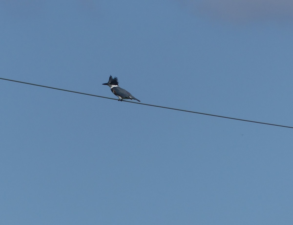 Belted Kingfisher - ML608743098