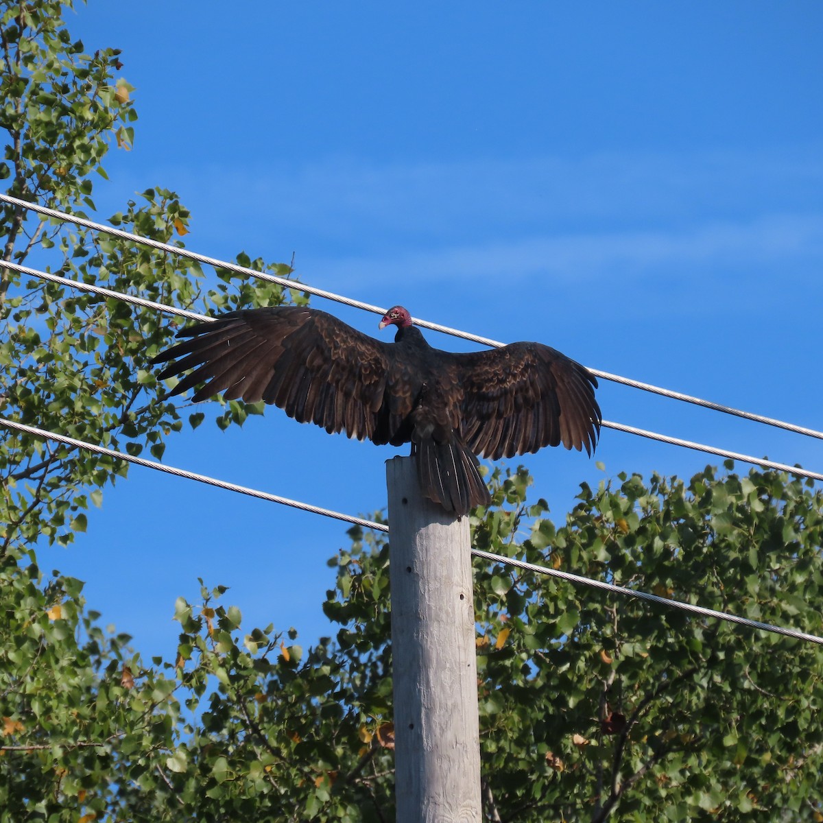 Turkey Vulture - Karen Lintala