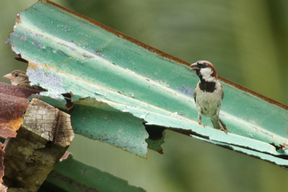 House Sparrow - ML608743131