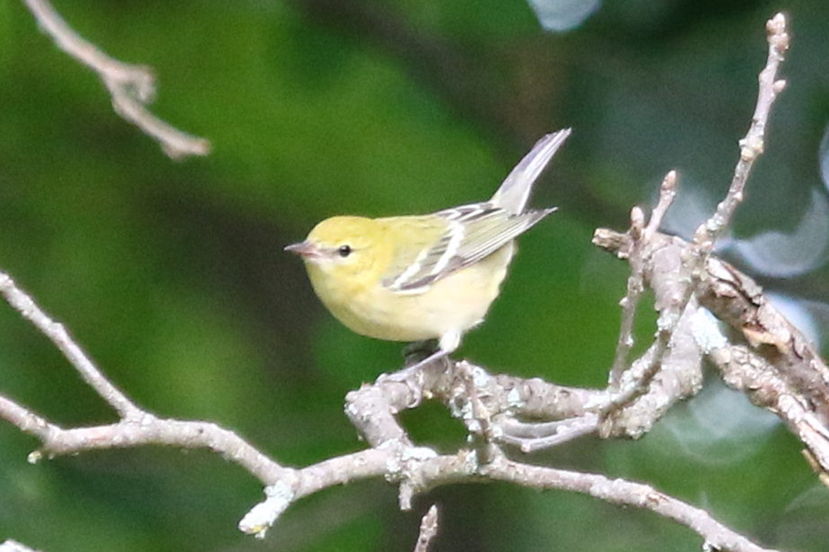 Bay-breasted Warbler - ML608743298
