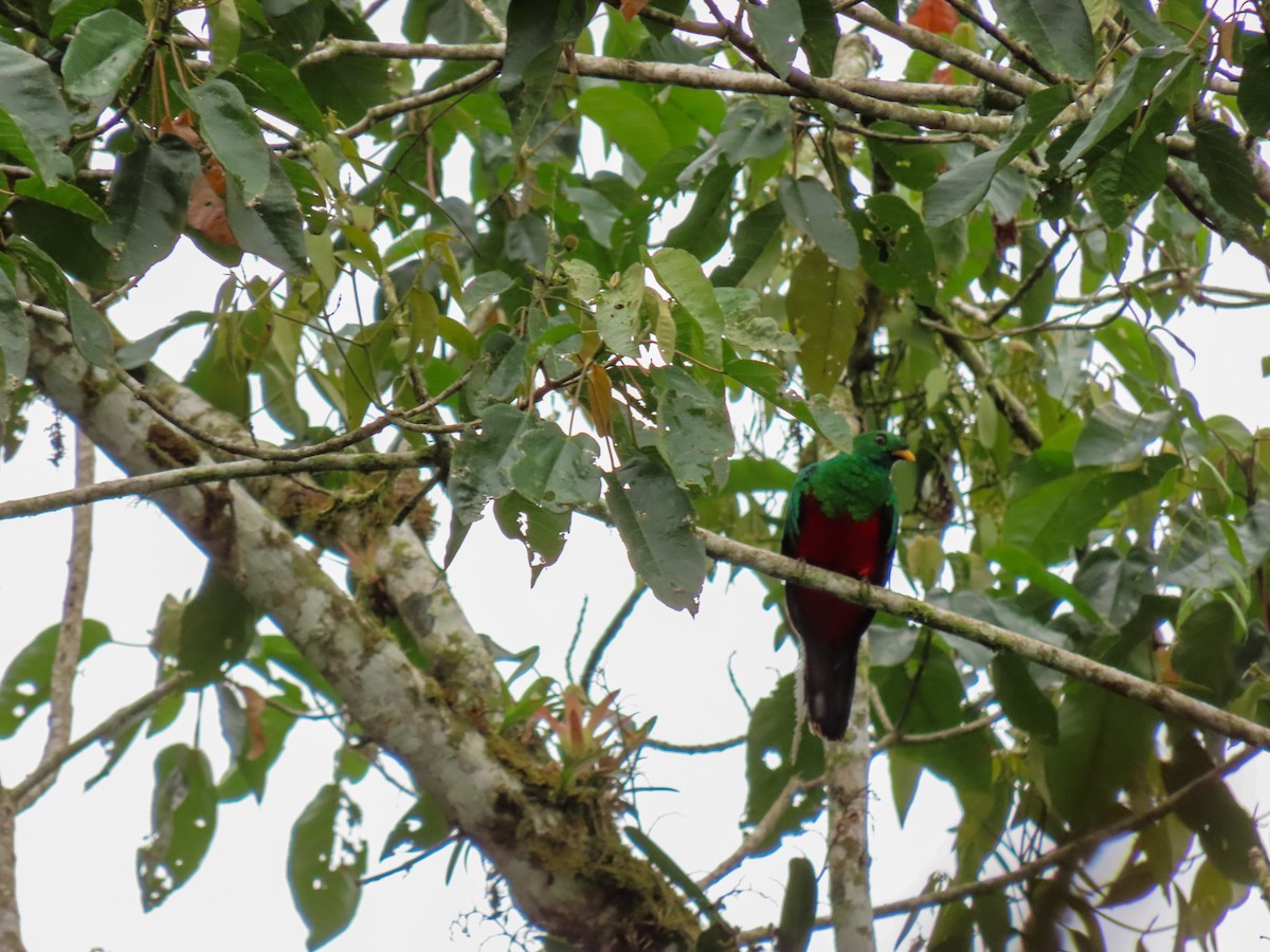 Golden-headed Quetzal - ML608743307