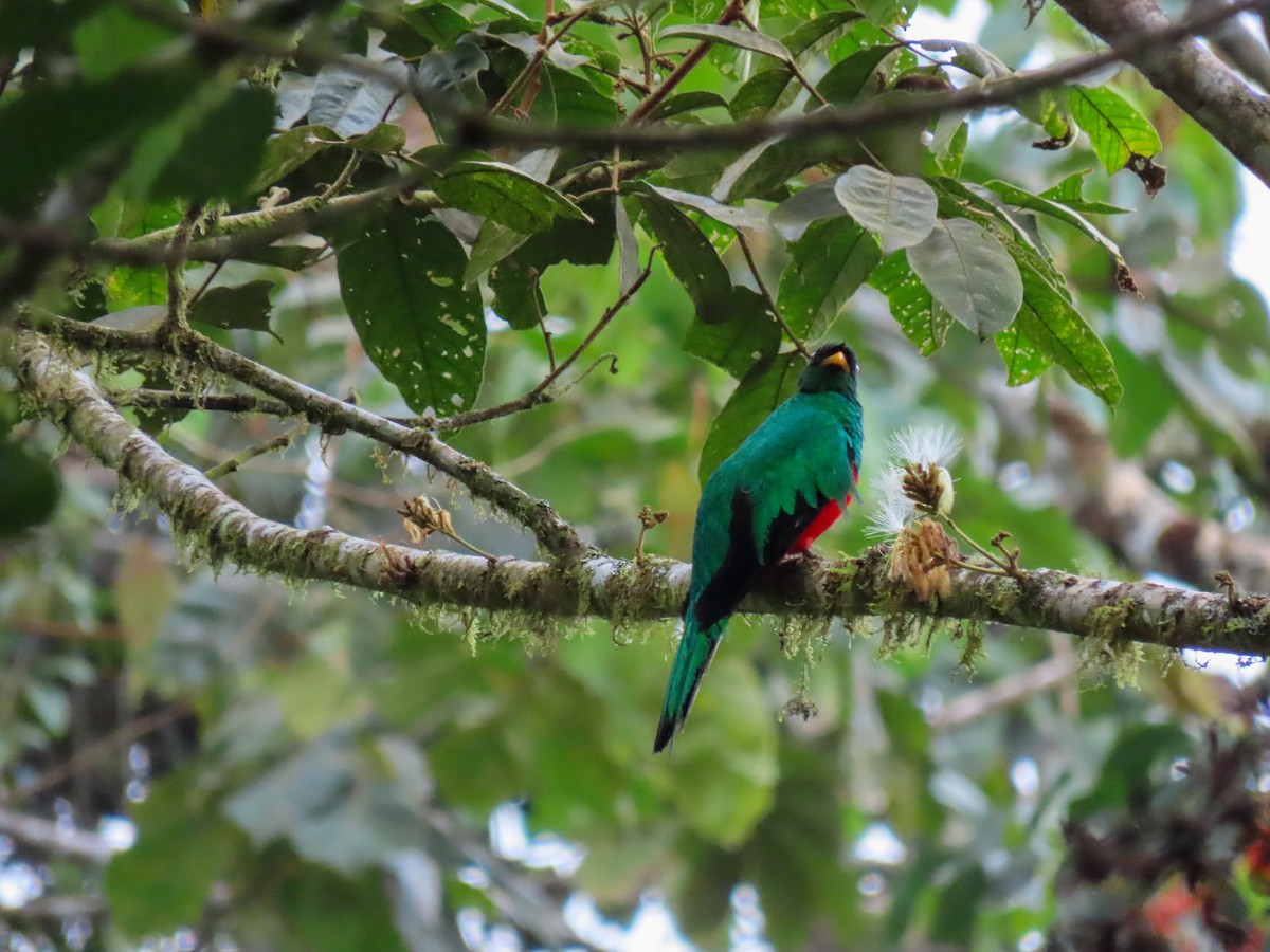 Golden-headed Quetzal - ML608743308