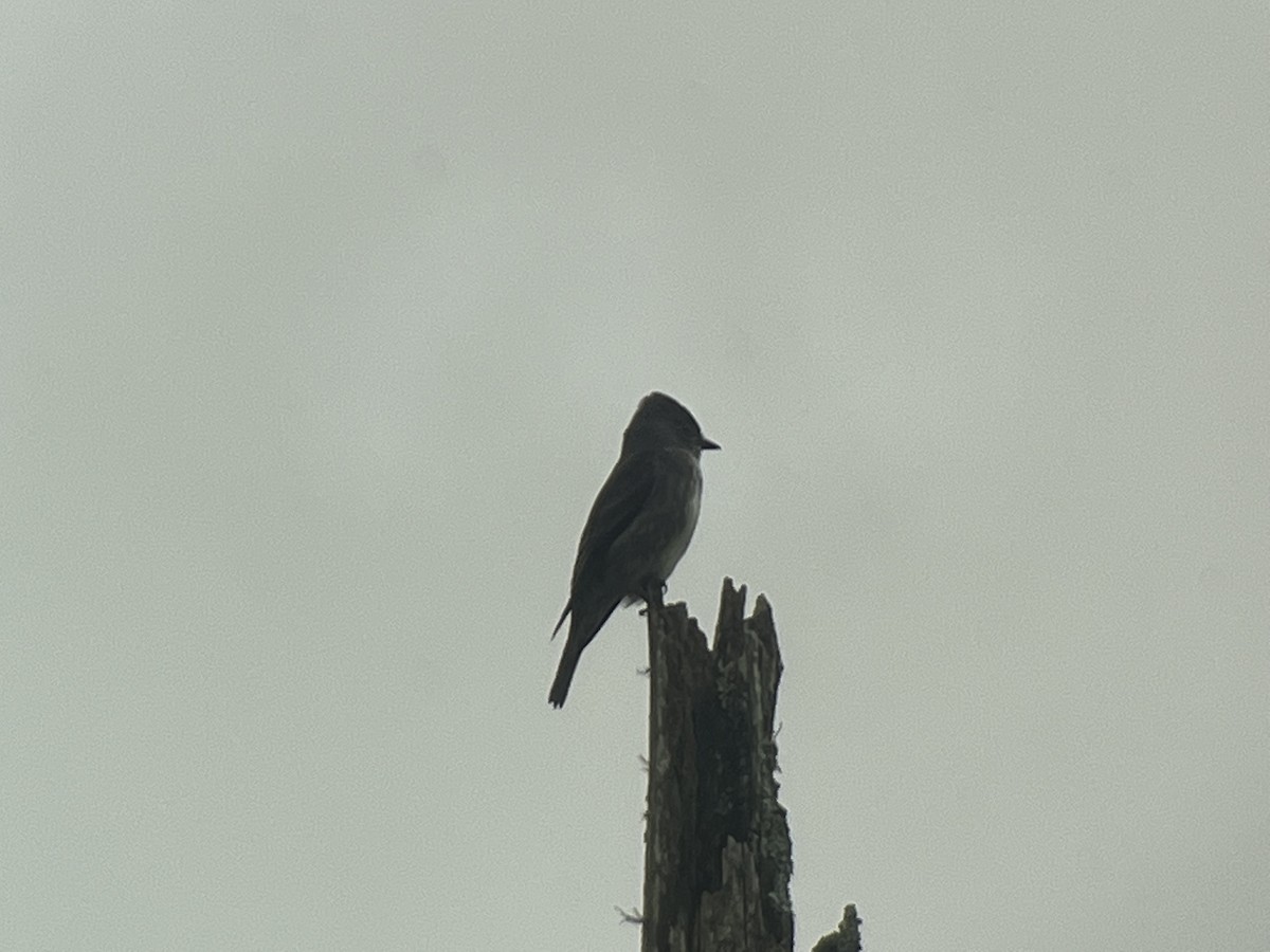 Olive-sided Flycatcher - ML608743330