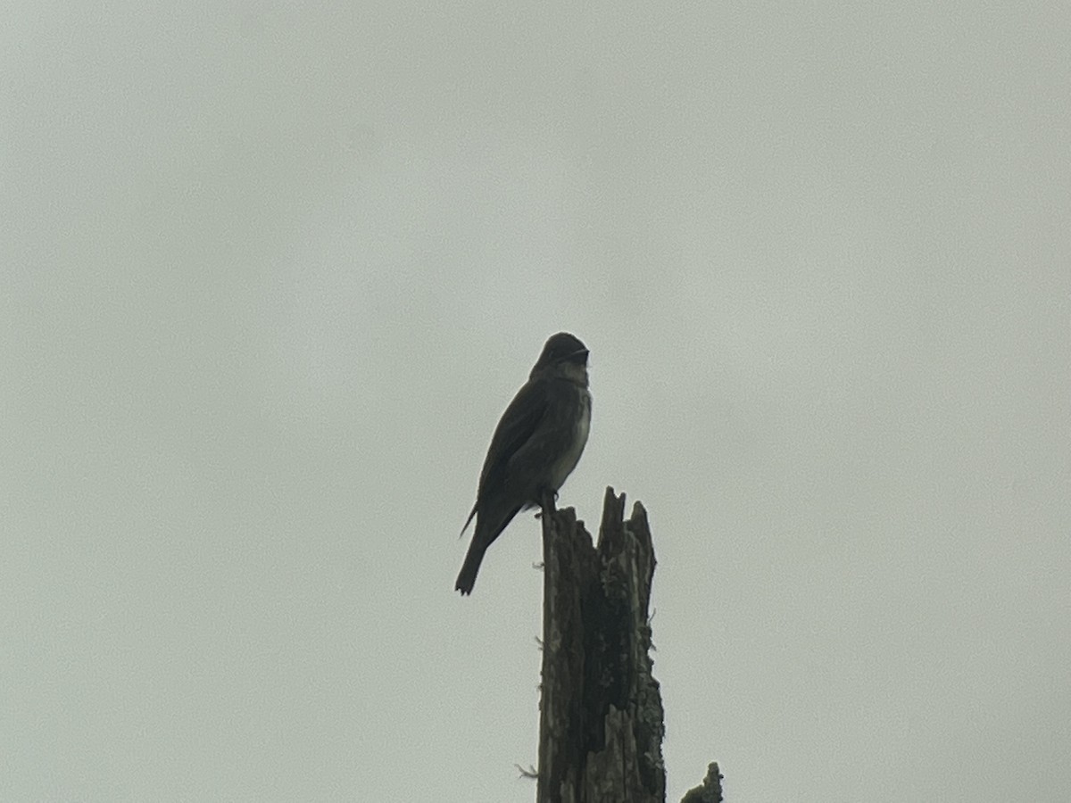 Olive-sided Flycatcher - ML608743337