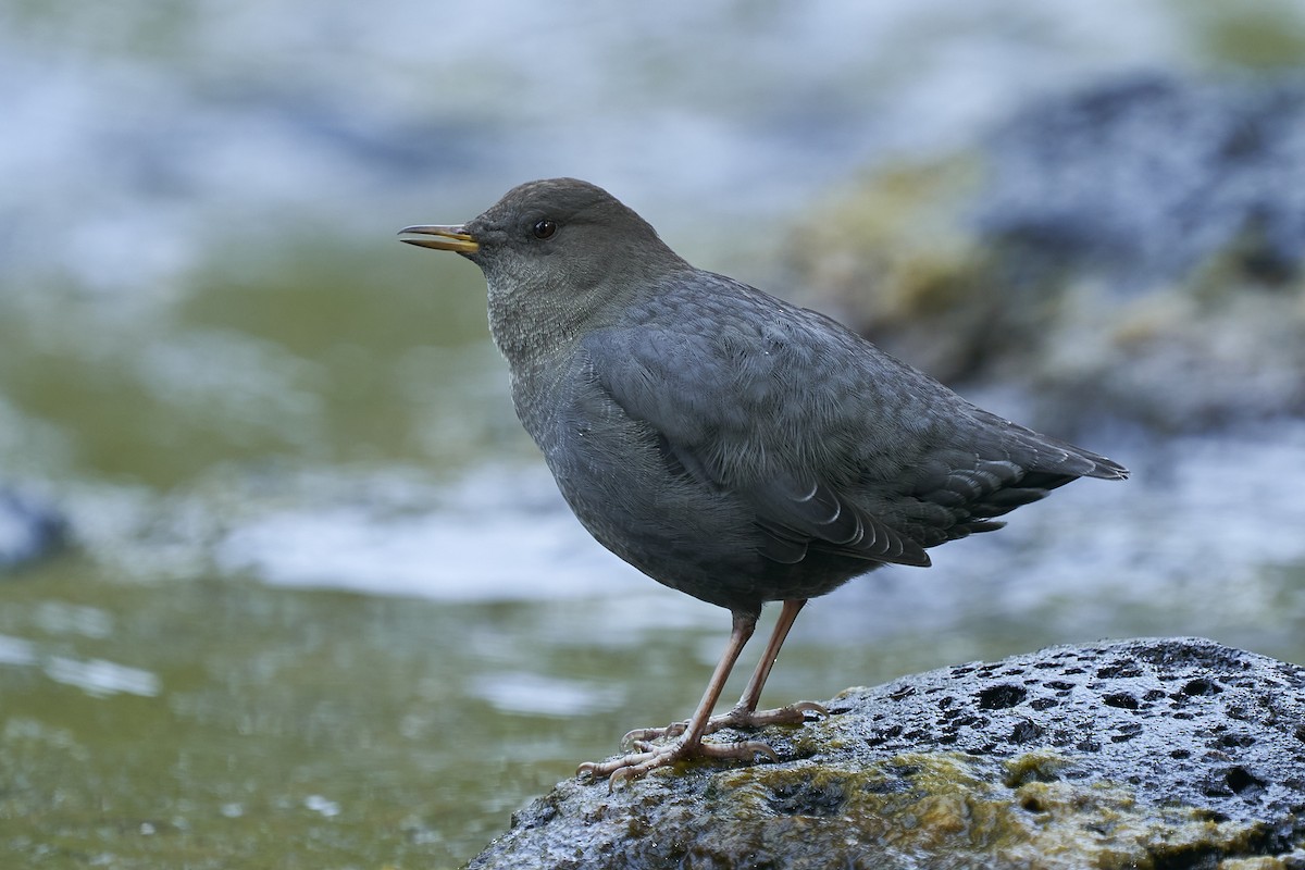 American Dipper - ML608743649