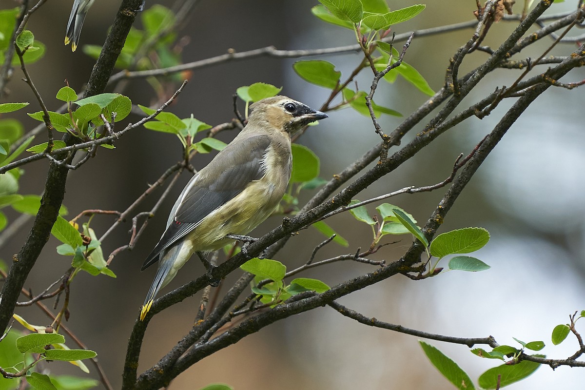 Cedar Waxwing - Jack Williamson