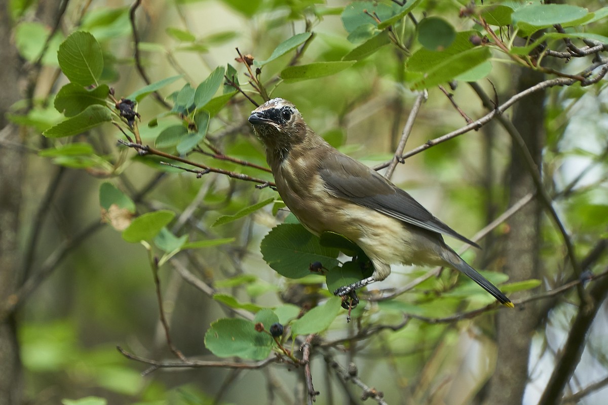 Cedar Waxwing - Jack Williamson