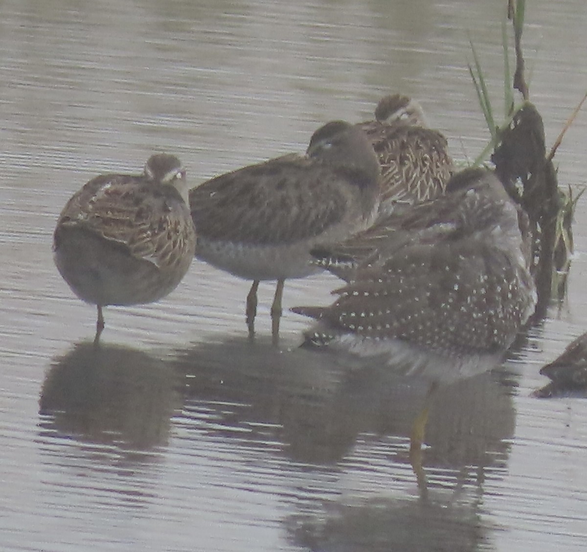 Short-billed Dowitcher - ML608743675