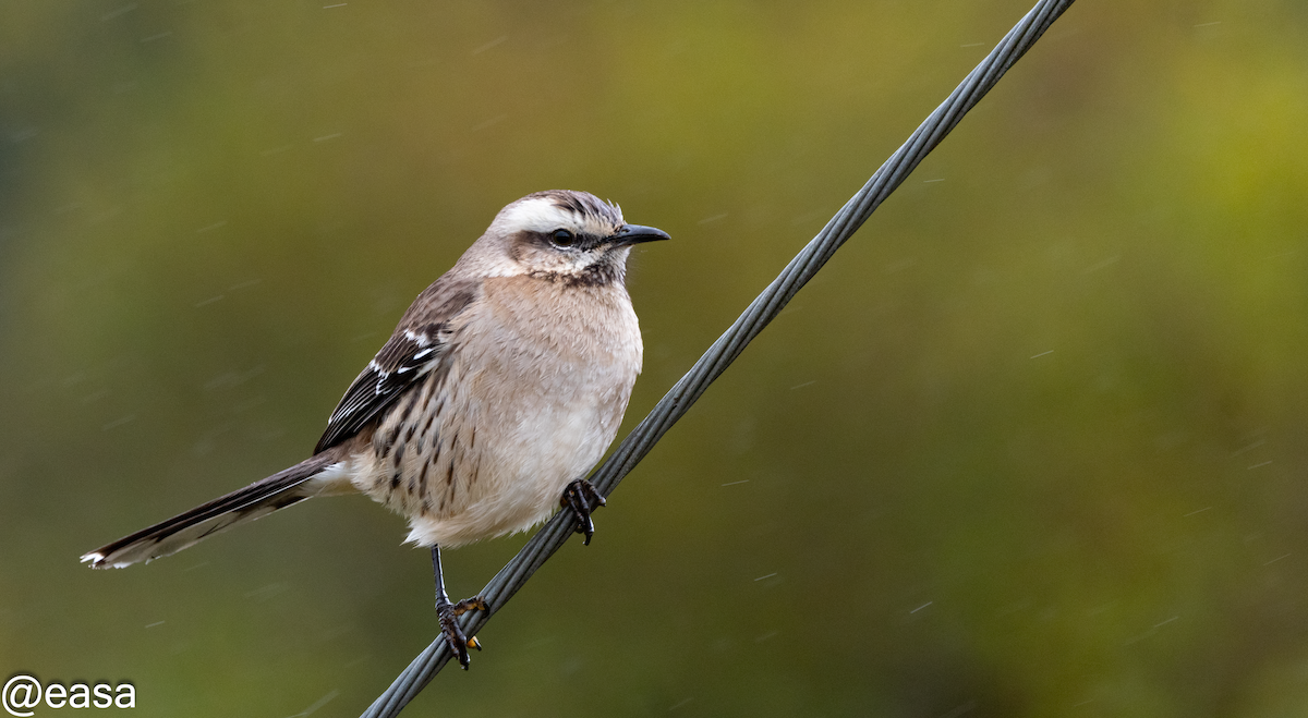 Chilean Mockingbird - ML608743871