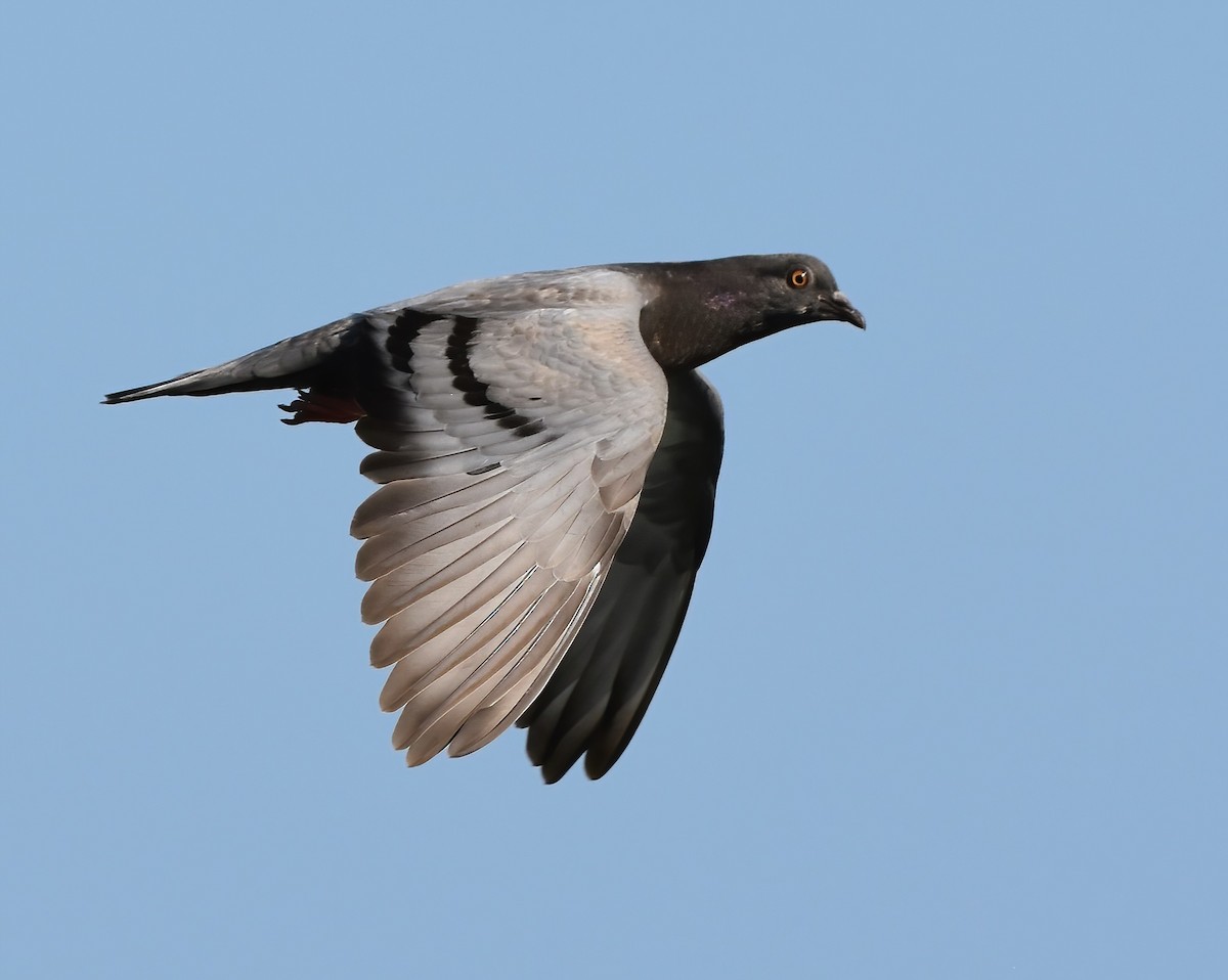 Rock Pigeon (Feral Pigeon) - ML608743886