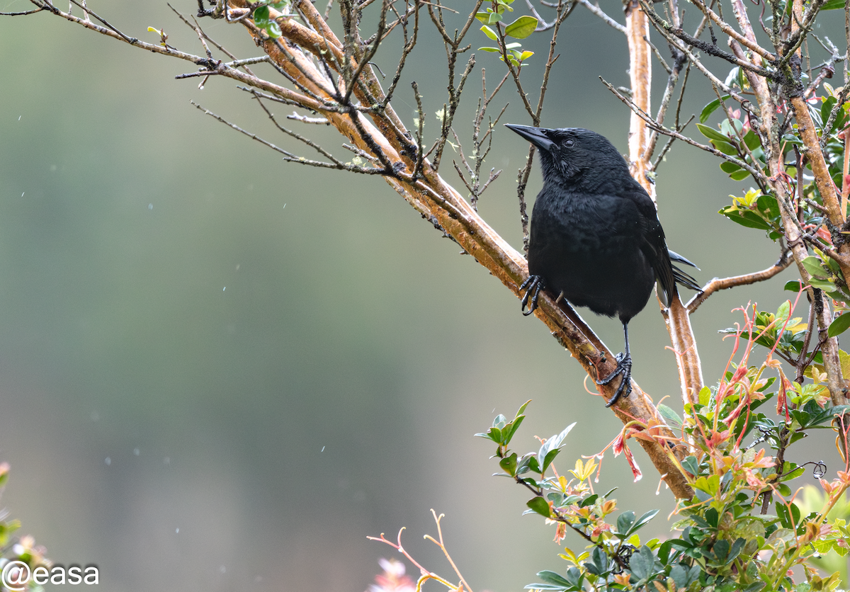 Austral Blackbird - ML608743894