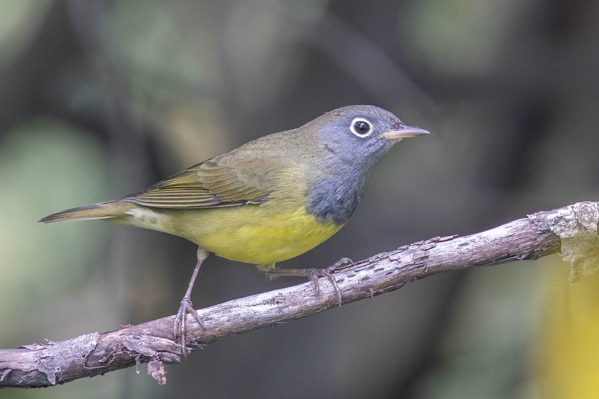 Connecticut Warbler - ML608743958