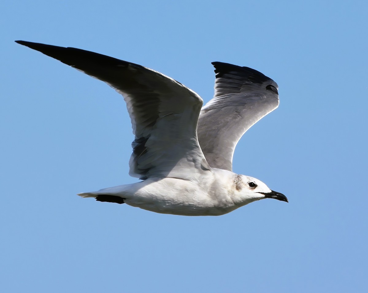 Laughing Gull - ML608744008