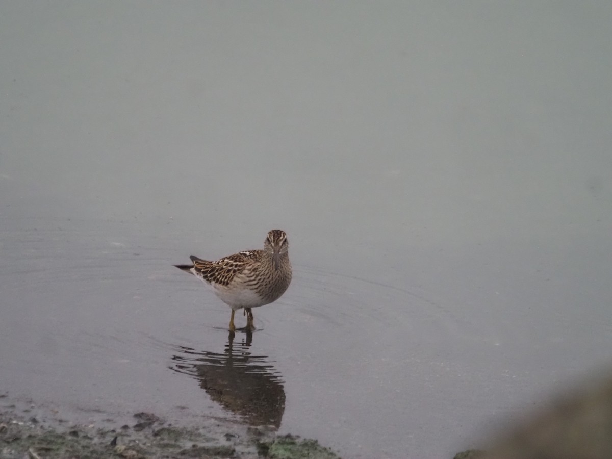 Pectoral Sandpiper - ML608744014