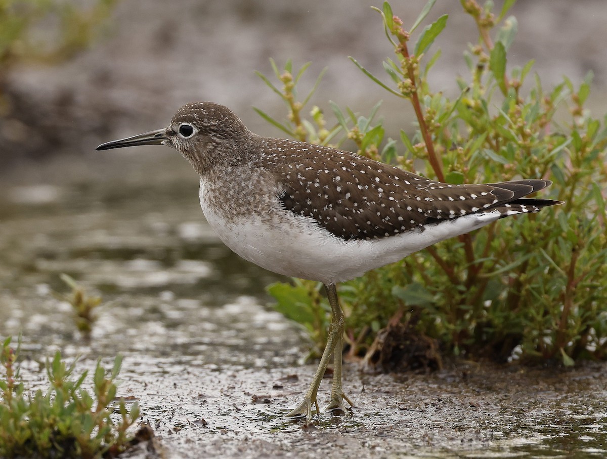 Solitary Sandpiper - ML608744065