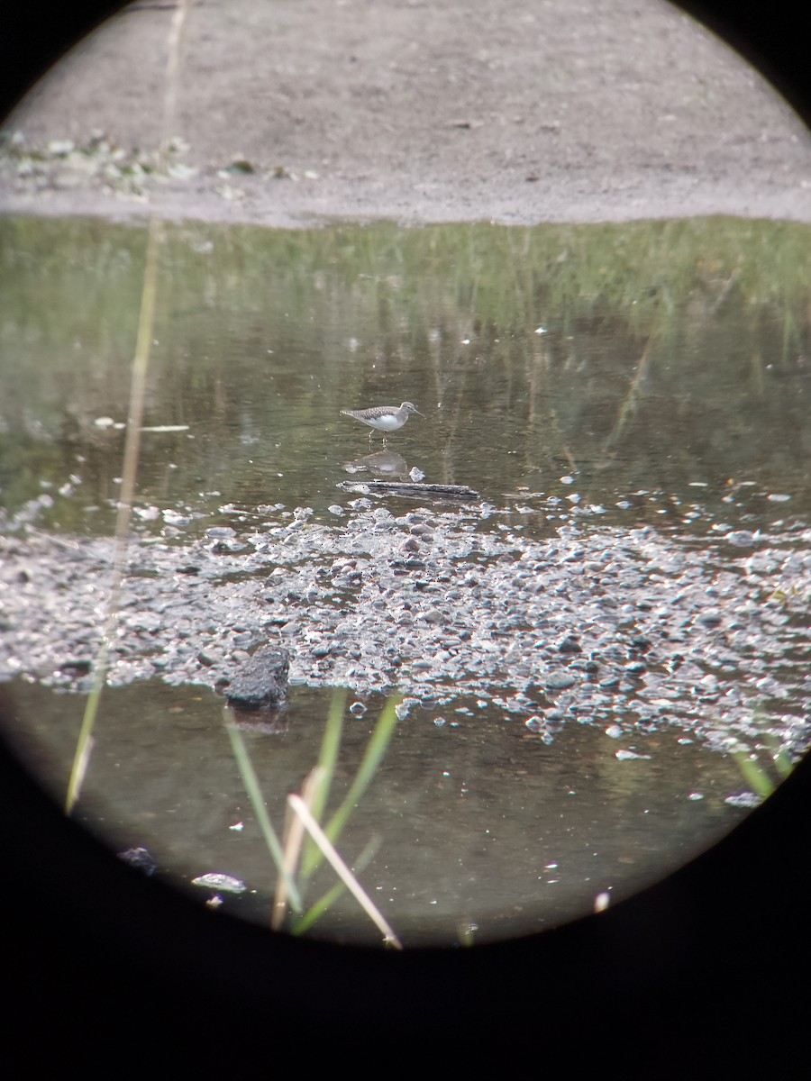 Solitary Sandpiper - ML608744116