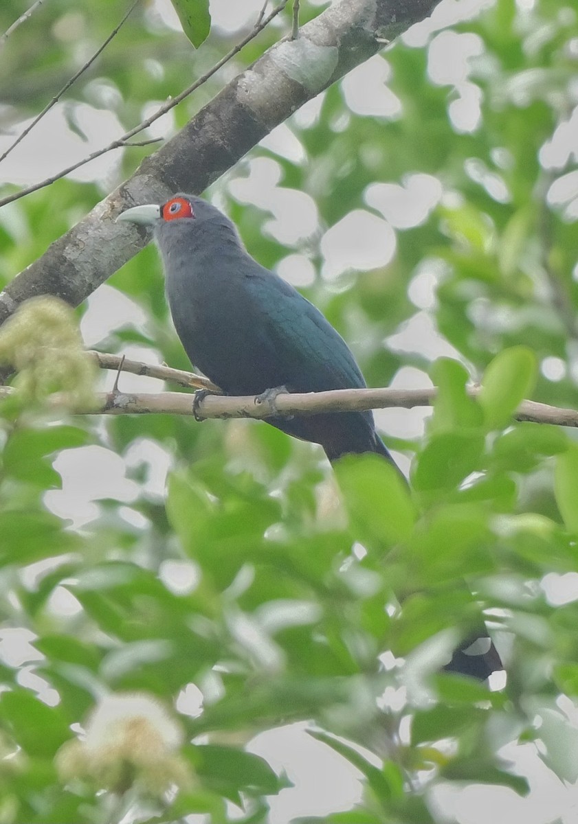 Chestnut-bellied Malkoha - Steve Ang