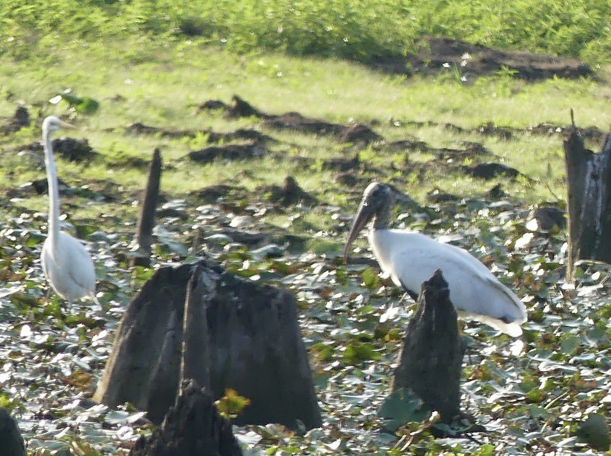 Wood Stork - ML608744148