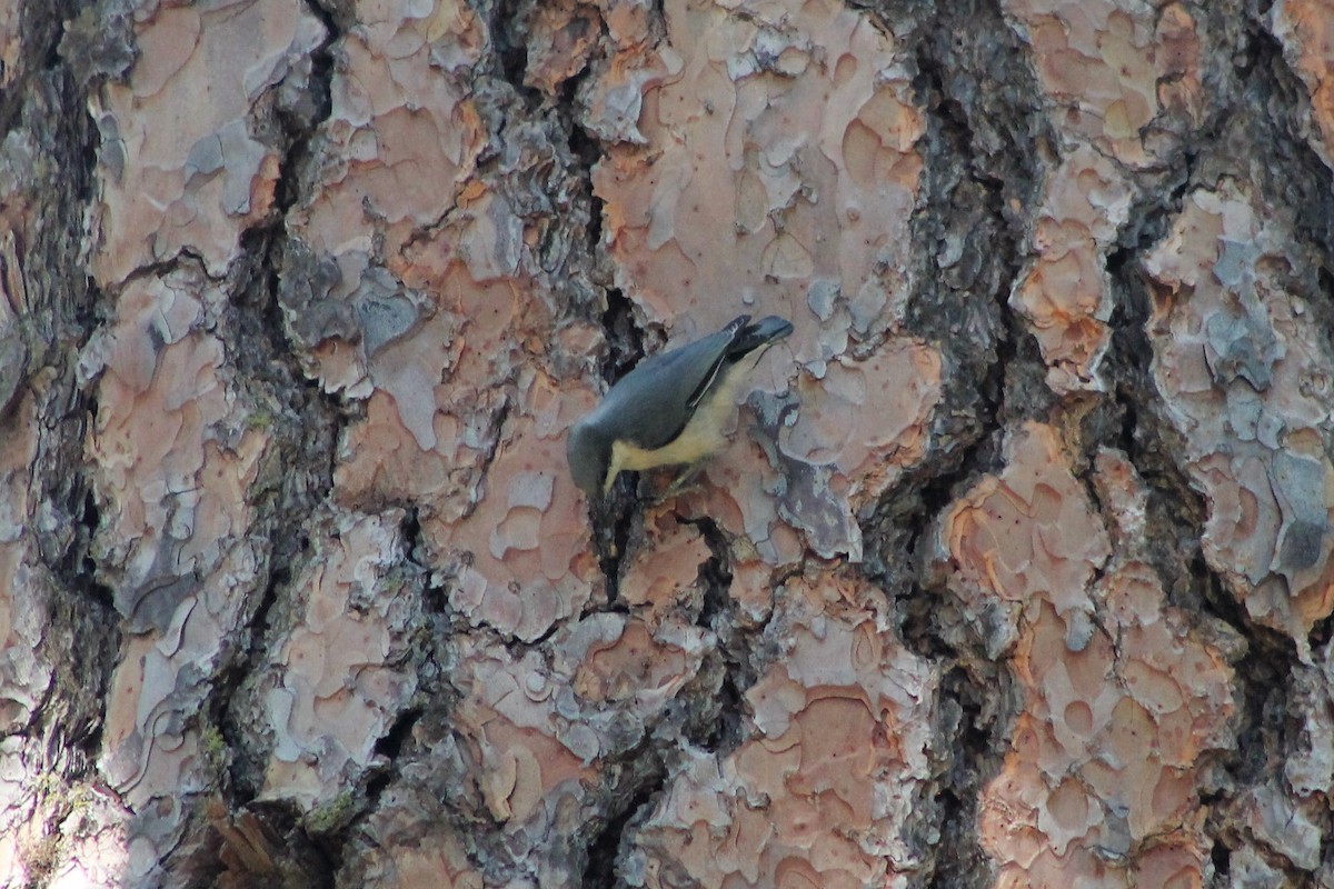 Pygmy Nuthatch - ML608744282