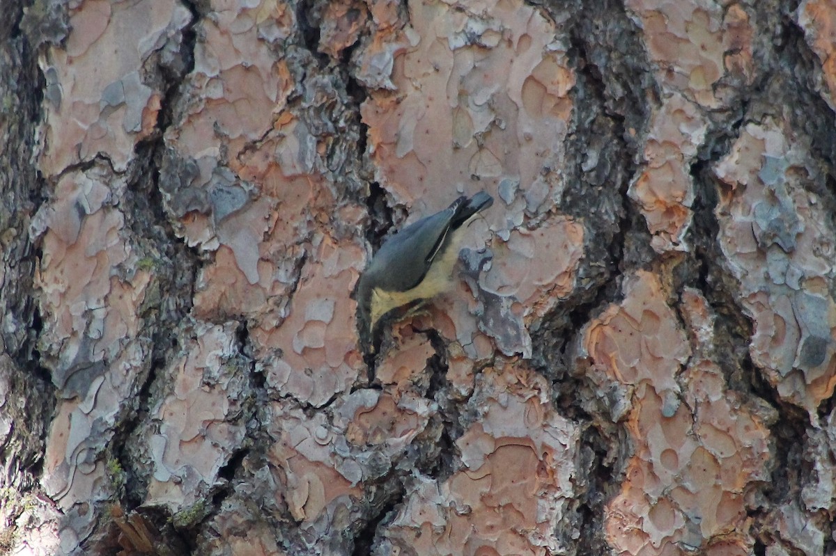 Pygmy Nuthatch - ML608744283