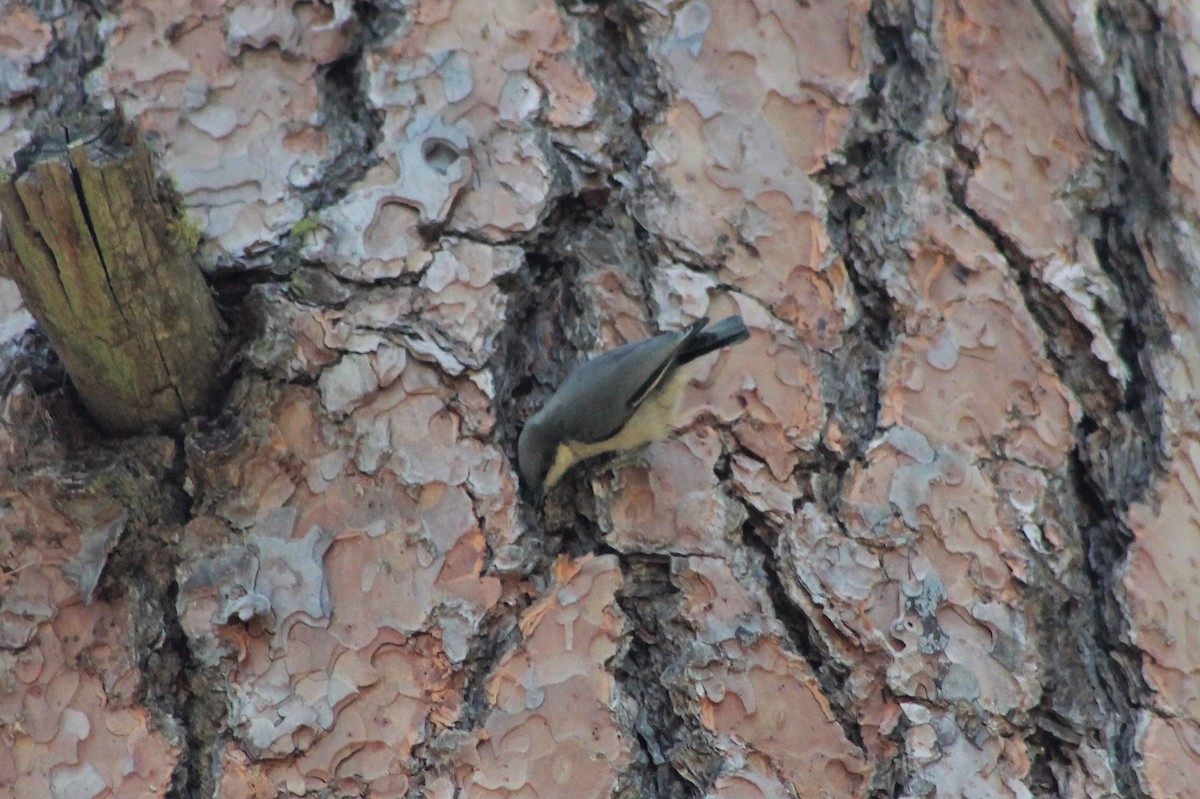 Pygmy Nuthatch - ML608744284