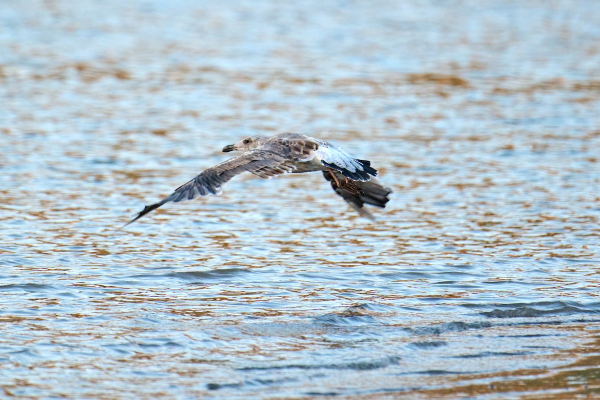 Gaviota Occidental - ML608744302