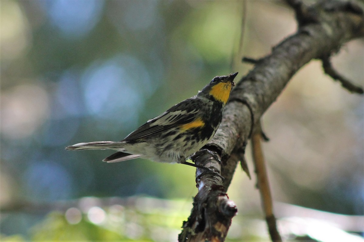 Yellow-rumped Warbler - ML608744328