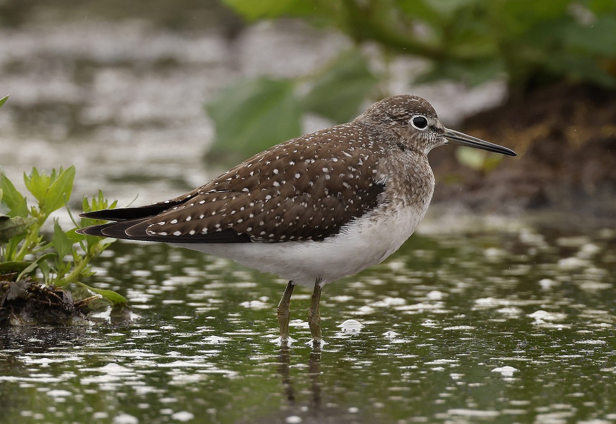 Solitary Sandpiper - ML608744331