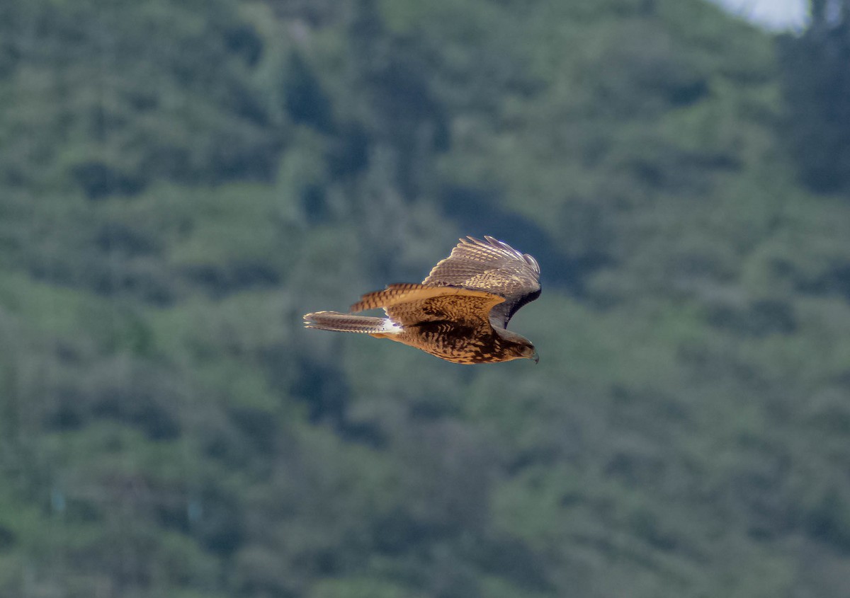 Harris's Hawk - ML608744370