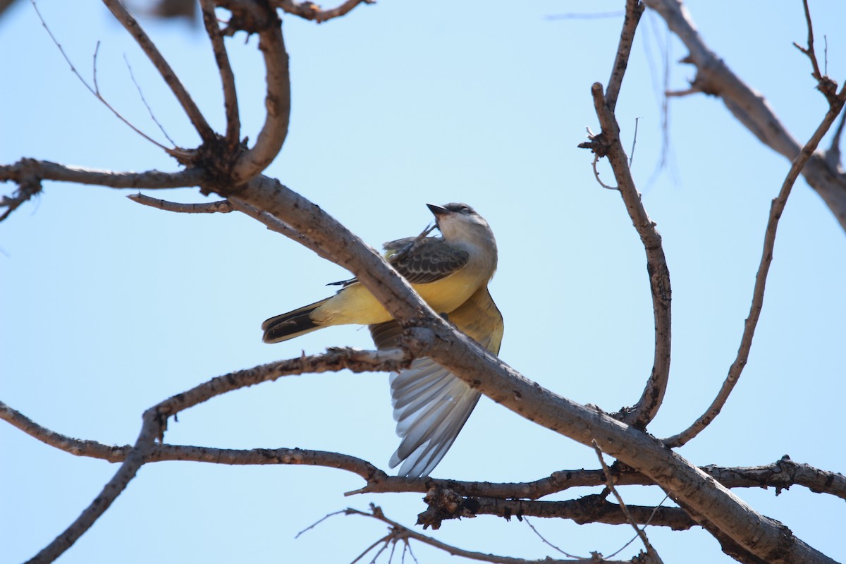 Western Kingbird - ML608744477