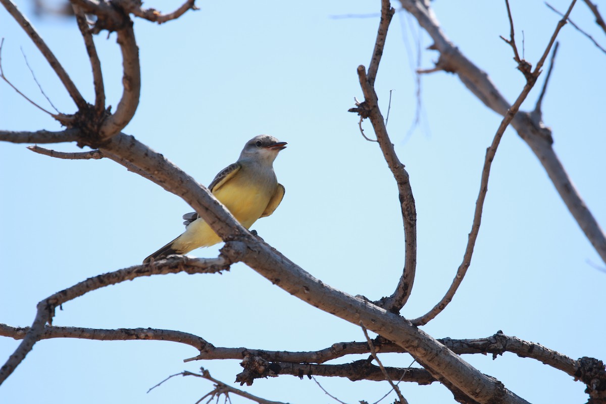 Western Kingbird - ML608744478