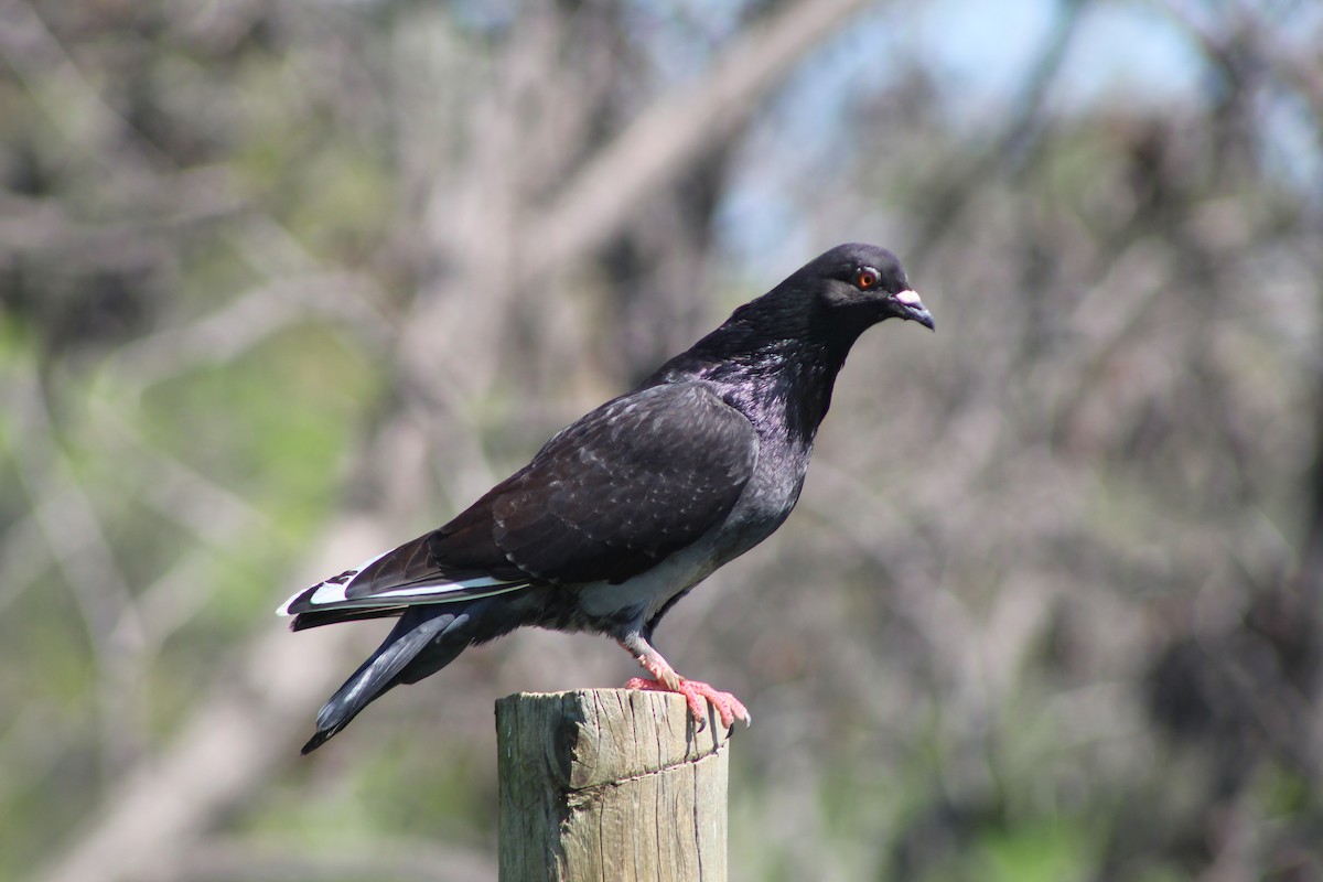 Rock Pigeon (Feral Pigeon) - ML608744517