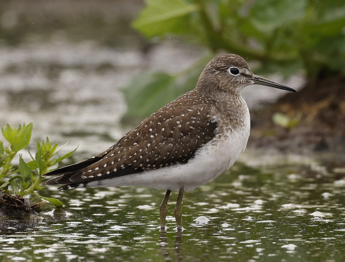 Solitary Sandpiper - ML608744563