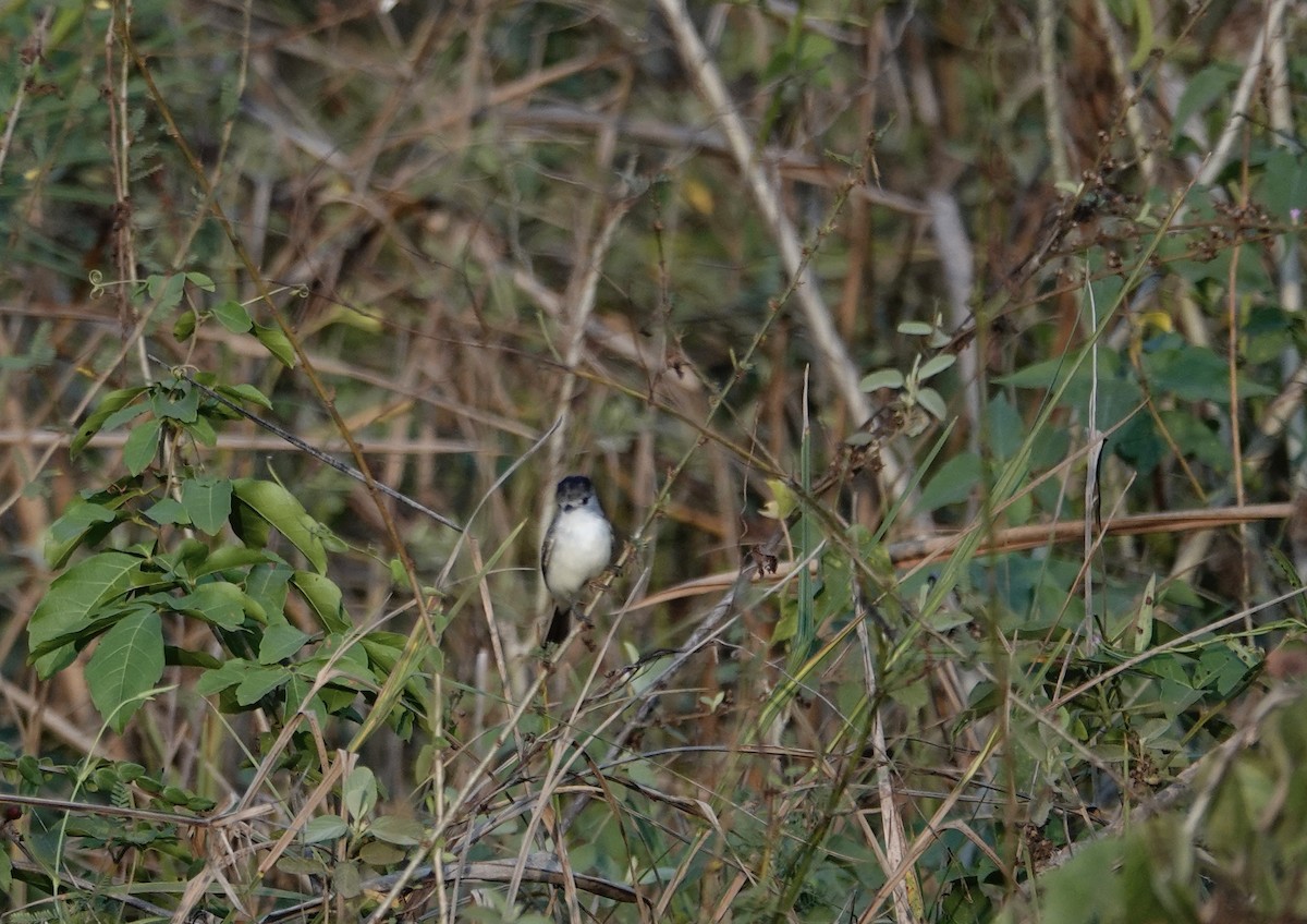 White-naped Xenopsaris - Leslie Bulion