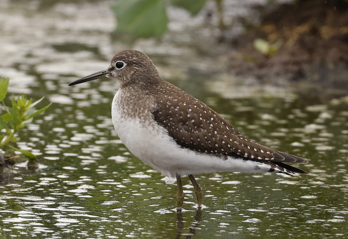 Solitary Sandpiper - ML608744660