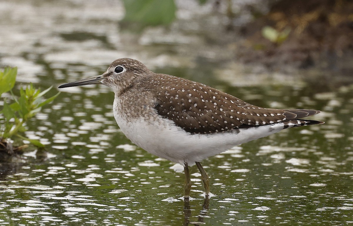 Solitary Sandpiper - ML608744851