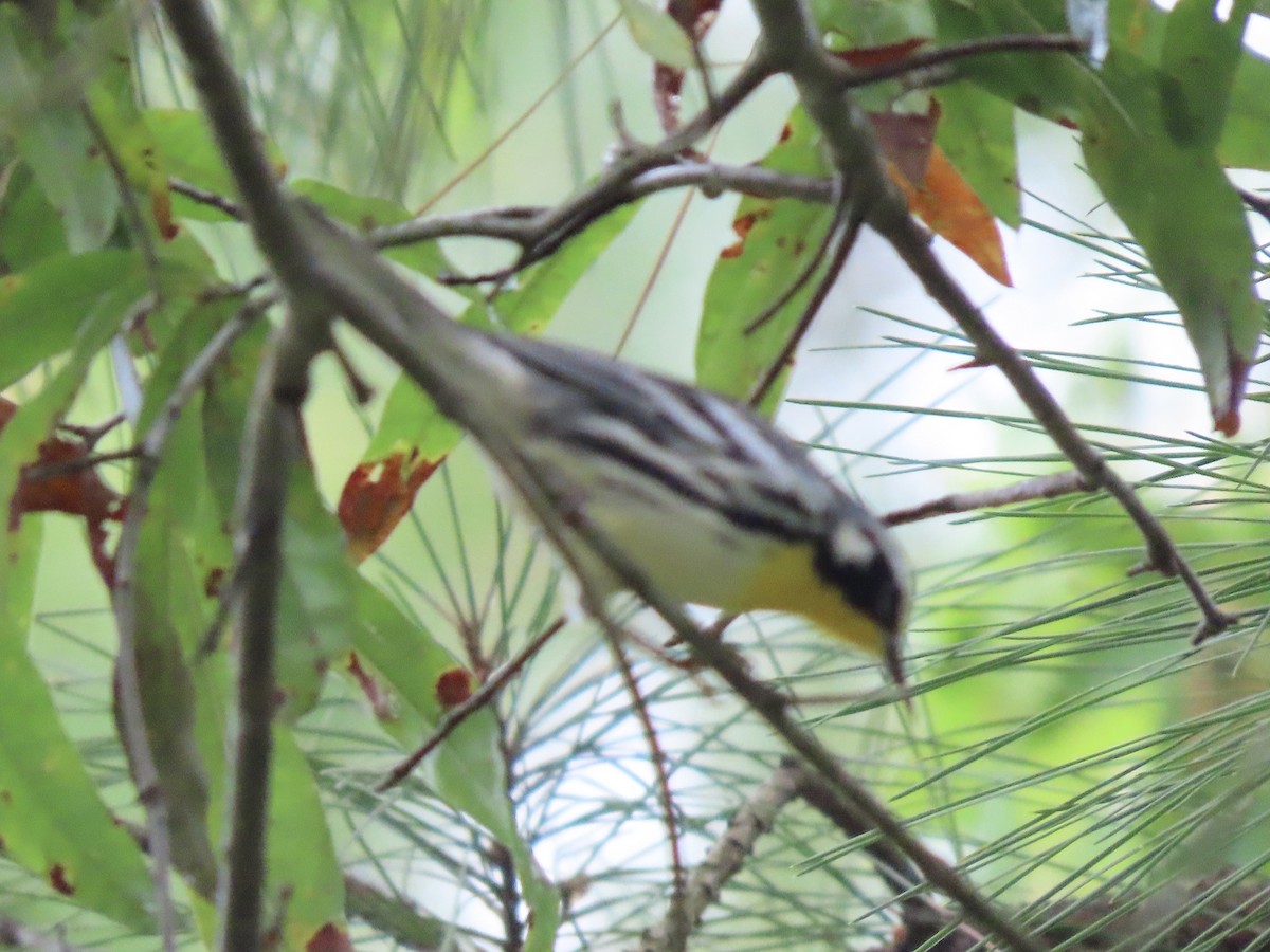 Yellow-throated Warbler - ML608744998