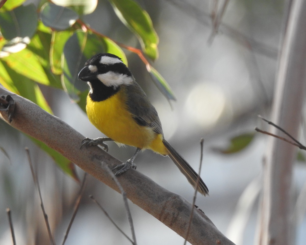 Eastern Shrike-tit - ML608745008