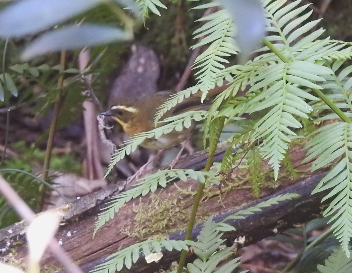 Yellow-throated Scrubwren - ML608745030