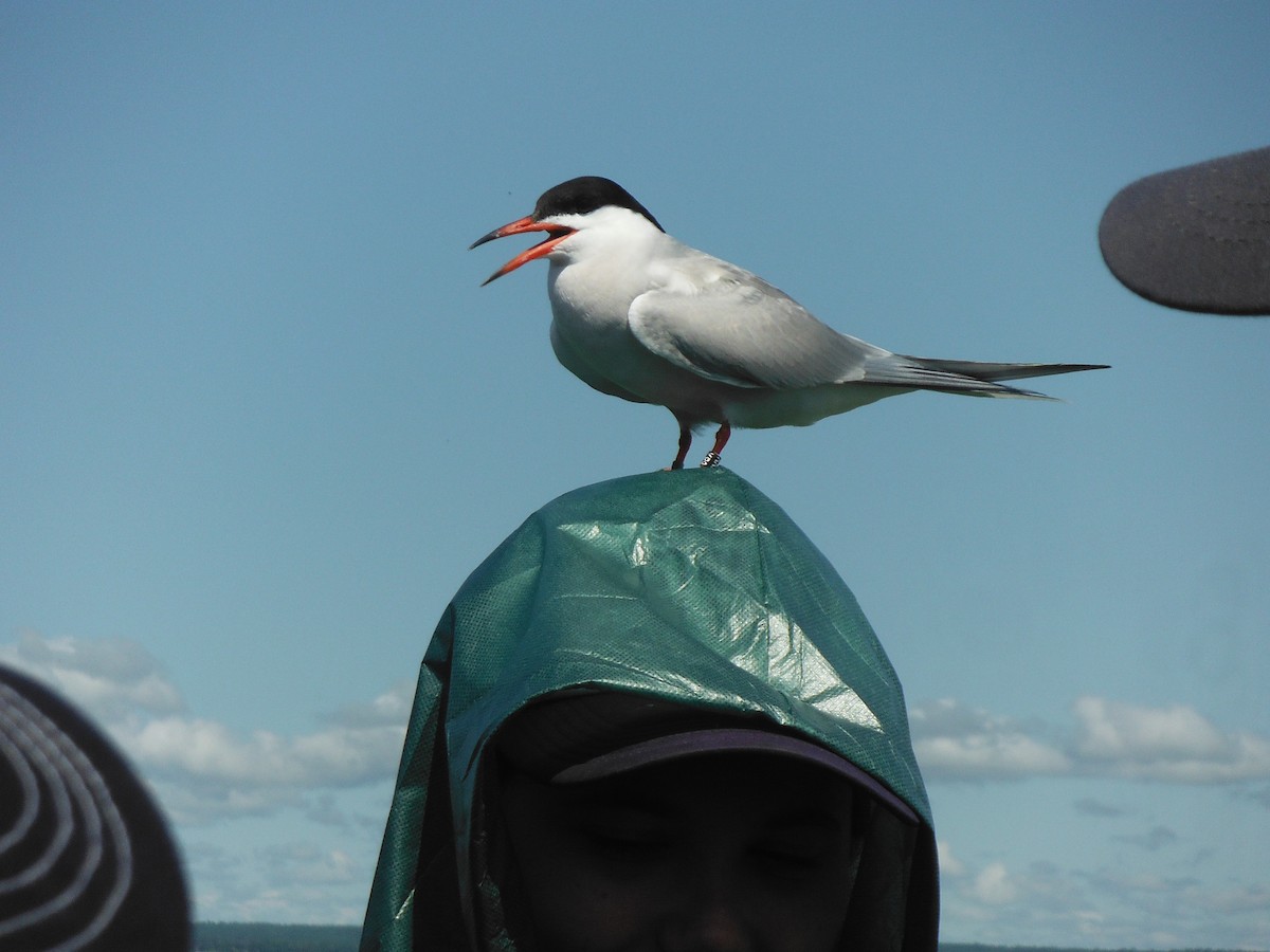 Common Tern - ML608745040