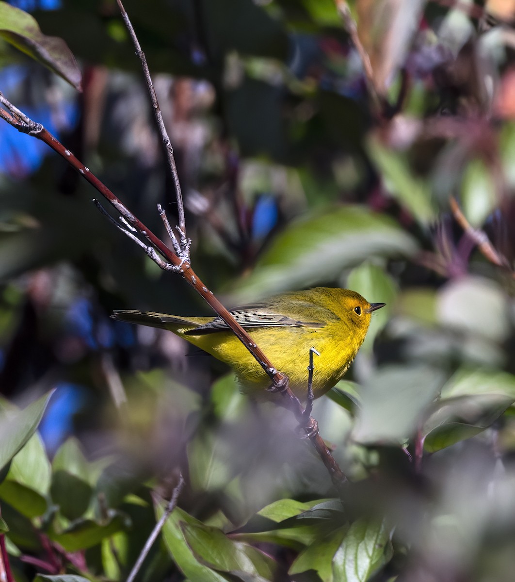 Wilson's Warbler - Susan Berthelot