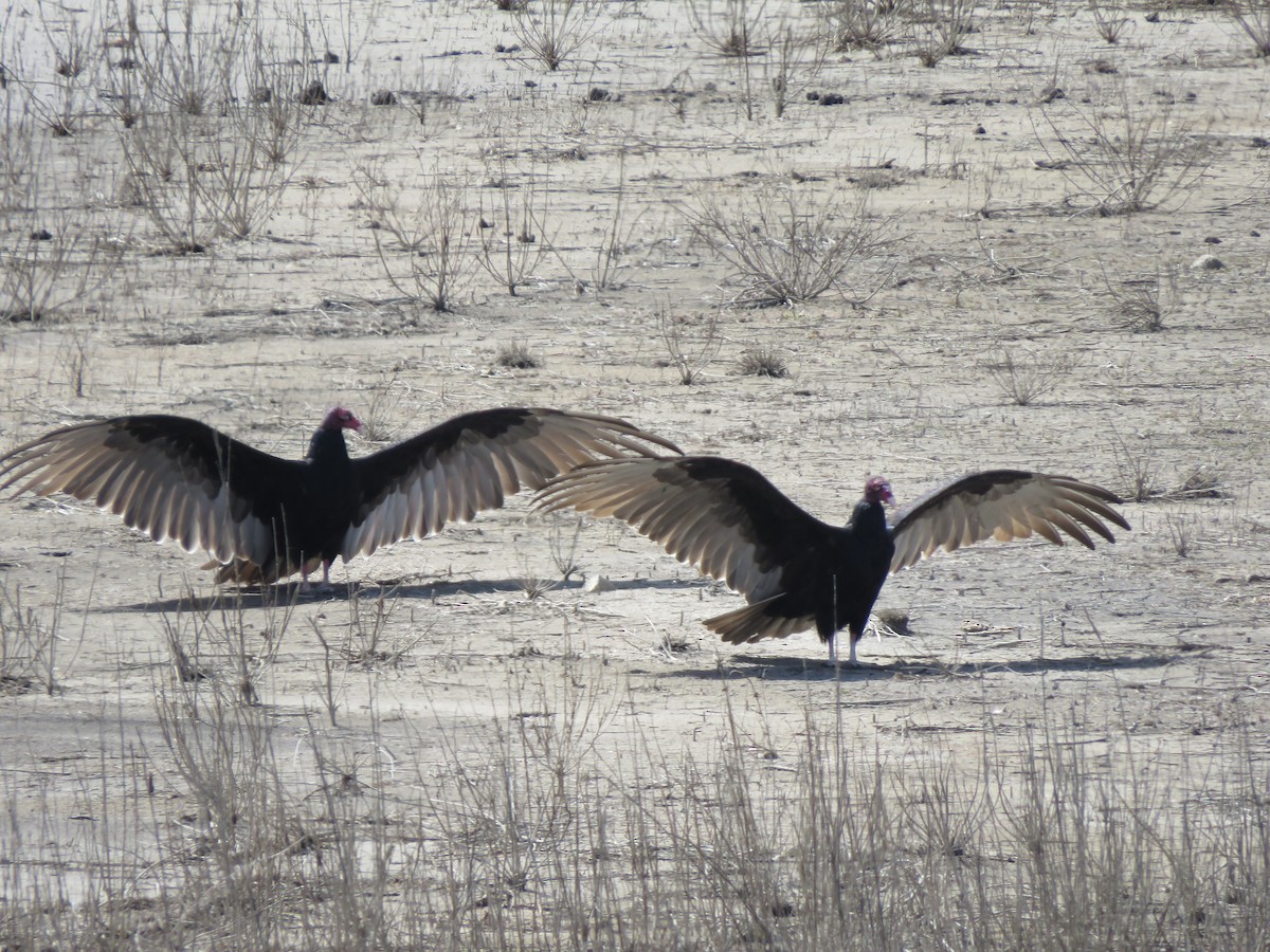 Turkey Vulture - George Steele