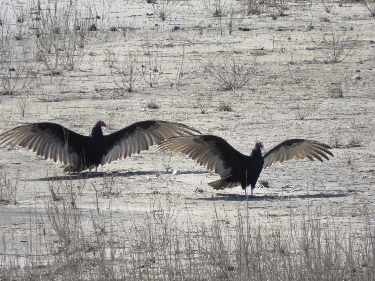 Turkey Vulture - ML608745432